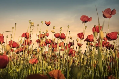 Poppy Wallpapers   Wallpapers Cave