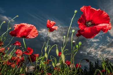 283 Poppy HD Wallpapers