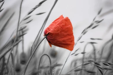Orange Poppy Wallpapers