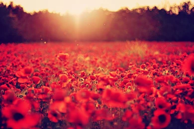 Red Poppy Wallpapers   Wallpapers Zone