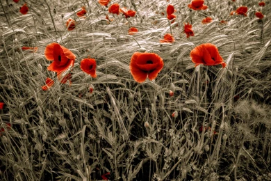 Beautiful Poppy Wallpapers