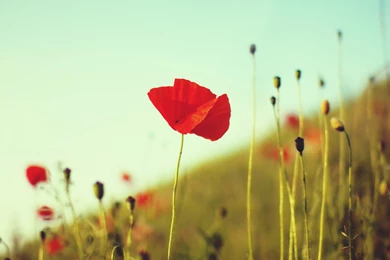Red Poppy Wallpapers