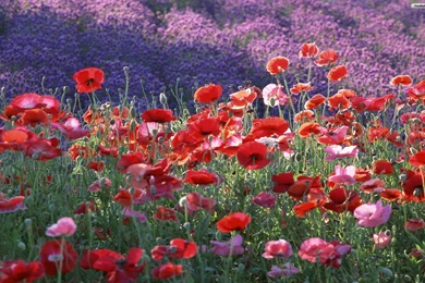 YouWall   Poppy Field Wallpapers   Wallpaper,wallpapers,free ...