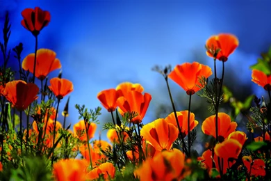 Poppy Wallpapers 2015   Grasscloth Wallpapers