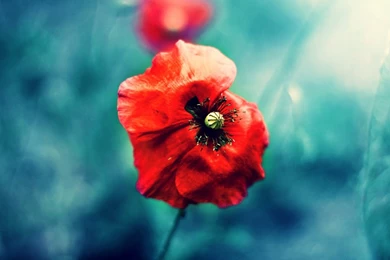 1280x1024 Wild Red Poppy Desktop PC And Mac Wallpapers