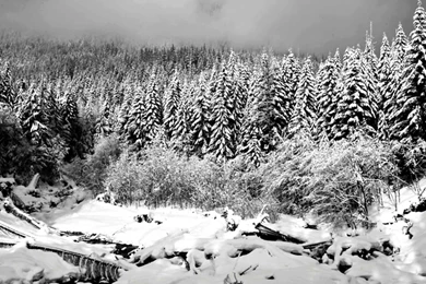 Agalloch Wallpapers Background Images