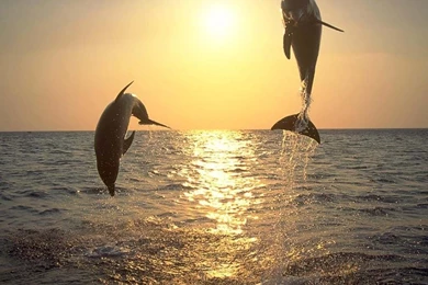 Dolphins Wallpapers   Wallpapers Cave