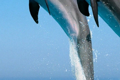 HD Backgrounds Dolphins Jump Stunt Blue Water Sea Spray ...