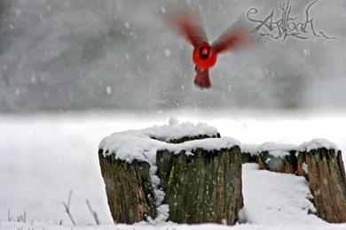 Agalloch: She Painted Fire By Overkill54 On DeviantArt