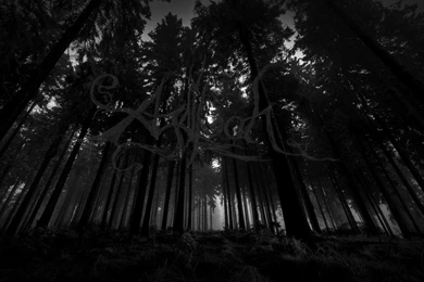 Agalloch In Woods Photography   ID: 26459