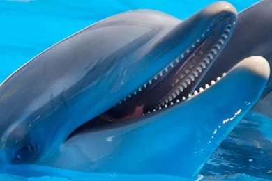 Dolphins Live Wallpapers   Android Apps On Google Play