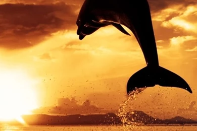 640x960 Popular Mobile Wallpapers Free Download (2)   640x960 ...