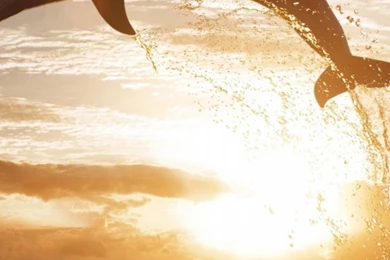 Leaping Dolphins Mobile Wallpapers   Mobiles Wall