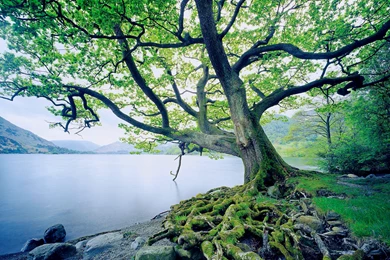 11 Oak Tree HD Wallpapers