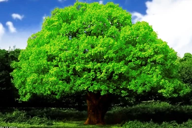 Green Flourishing Oak Tree Desktop Wallpapers