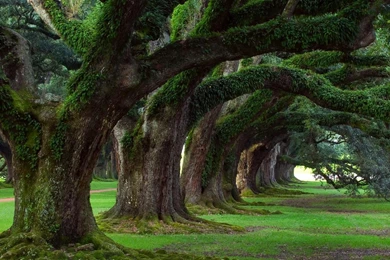 Live Oak Trees Wallpapers Luke Mcreynolds   (