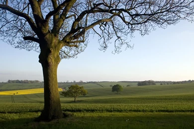 Oak Tree In The English Countryside   Desktop Backgrounds 1680x1050 ...