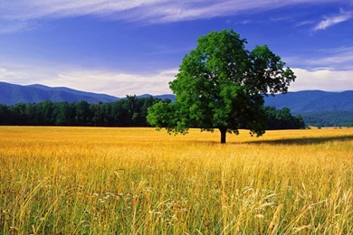 Oak Trees Collection (46+)