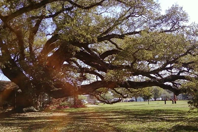 Beautiful Oak Tree Wallpapers   (