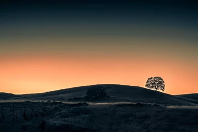 Lone Oak Tree At Sunset Wallpapers   (