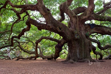 Angel Oak Tree, Charleston, South Carolina