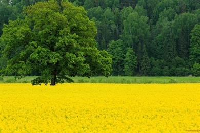 Oak Tree And Yellow Colza Flowers Field Spring Wallpapers ...