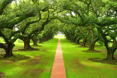 High Definition Oak Tree