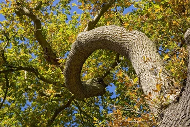 Sunlit Oak Wallpapers