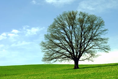 298061 Oak Tree 2002x2002px By Tom Gil