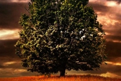 Oak Tree HD iPhone Wallpapers, iPhone 5(s)/4(s)/3G Wallpapers