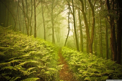 Beautiful Oak Tree Wallpapers