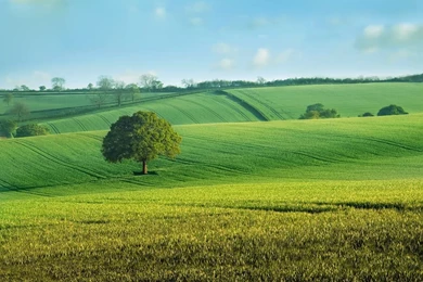 Sugar Glider Wallpapers 7   HD Wallpaper Backgrounds