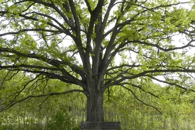 Oak Trees Collection (46+)