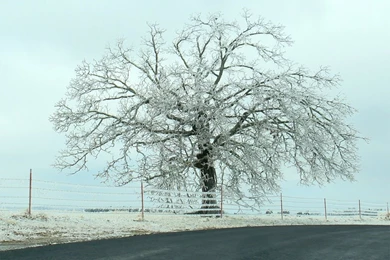 Winter Tree Wallpapers   Crazy Frankenstein