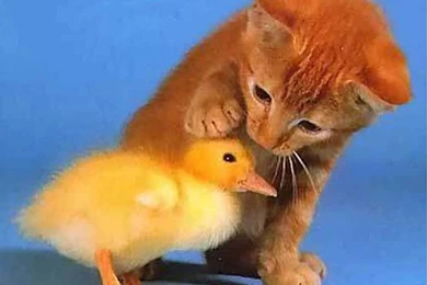 Baby Animals Wallpapers HD Resolution