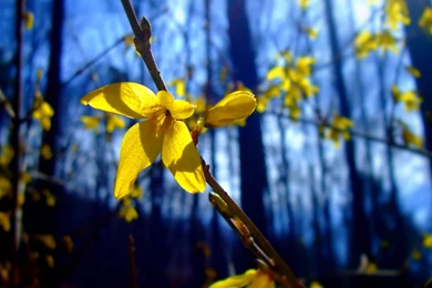 Flowers Wondrous Wallpapers Desktop Backgrounds Full Screen