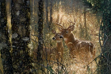 Deer Photos Free   Wallpapers HD Wide