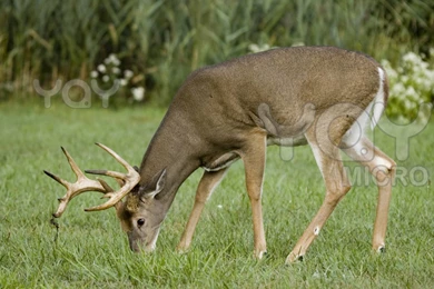 Deer Photos Free   Wallpapers HD Wide