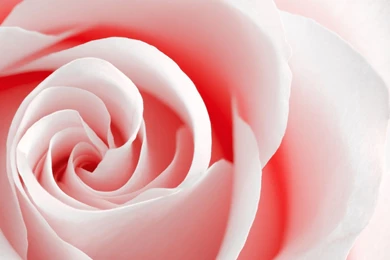 Rose Desktop Wallpapers   Wallpapers Cave