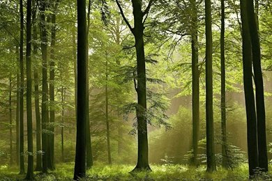 Wall Art Wallpapers Murals