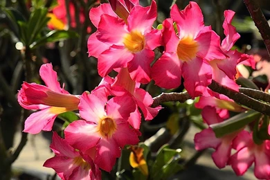 Flowers Pink Flowers Nature Flower Rose Desktop Backgrounds ...