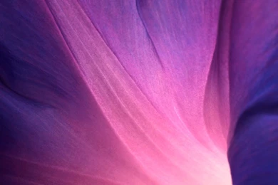 Sony Xperia Z1 Official Stock Flower Lock Screen iPhone 6 Plus HD ...