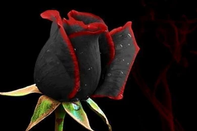 Black Magic Rose Wallpaper 1024x768.jpg