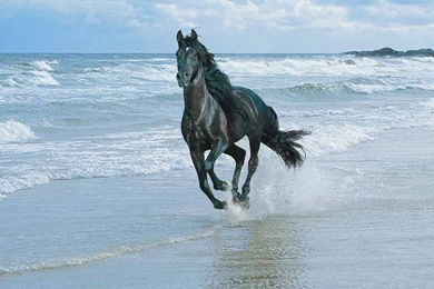 Friesian Horse Wallpapers   Wallpapers Cave