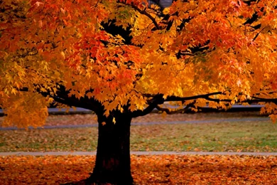Autumn Desktop Backgrounds