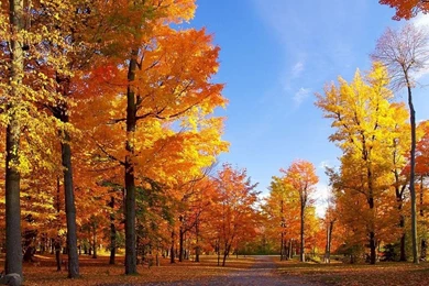 Forests Autumn Forest Colourful Trees Free Desktop Wallpapers ...