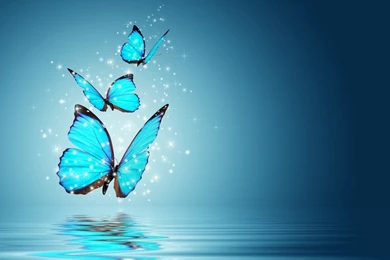 Butterfly Wallpapers