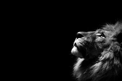 Lion Hd Wallpapers