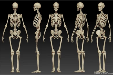Human Skeleton Study By Meletis On DeviantArt