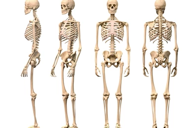The Human Skeletal System HD 1 Google Play APK